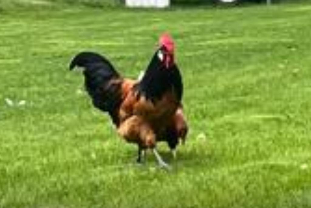 Haan, Dieren en Toebehoren, Pluimvee