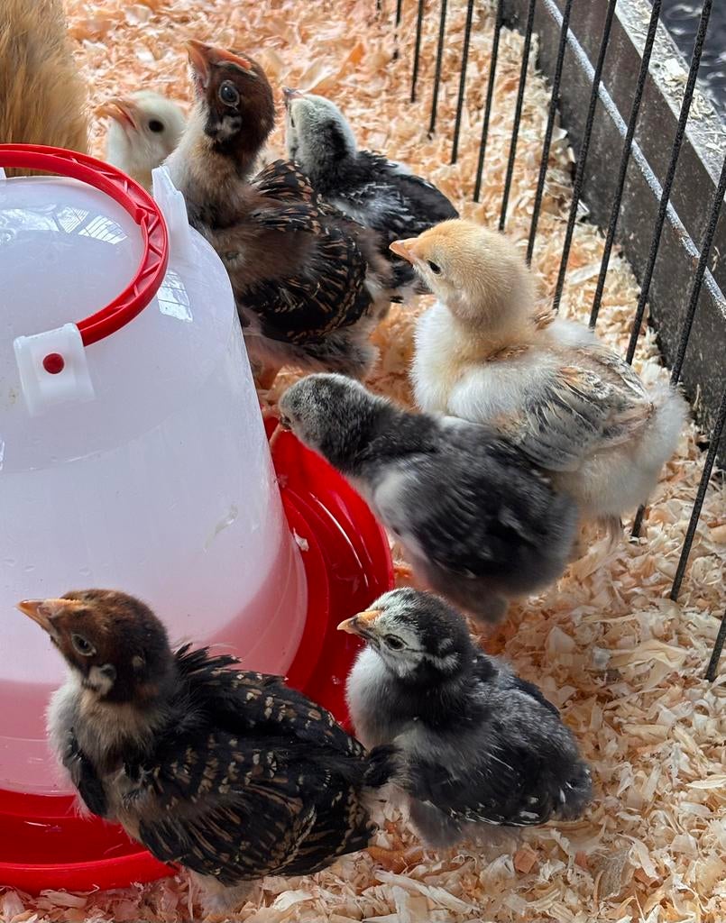 kuikens te koop, Dieren en Toebehoren, Pluimvee