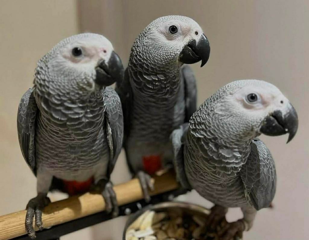 Gabonese grijs, Papegaai