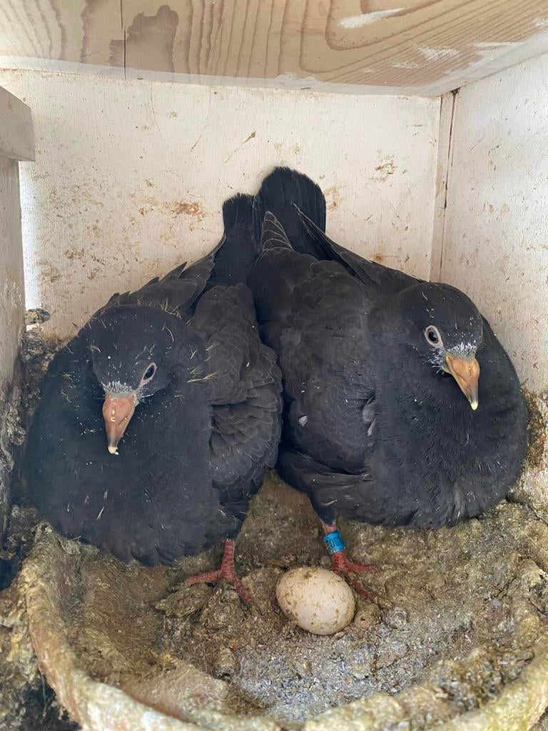 Zwarte jongen leus, Sexe inconnu, Pigeon voyageur