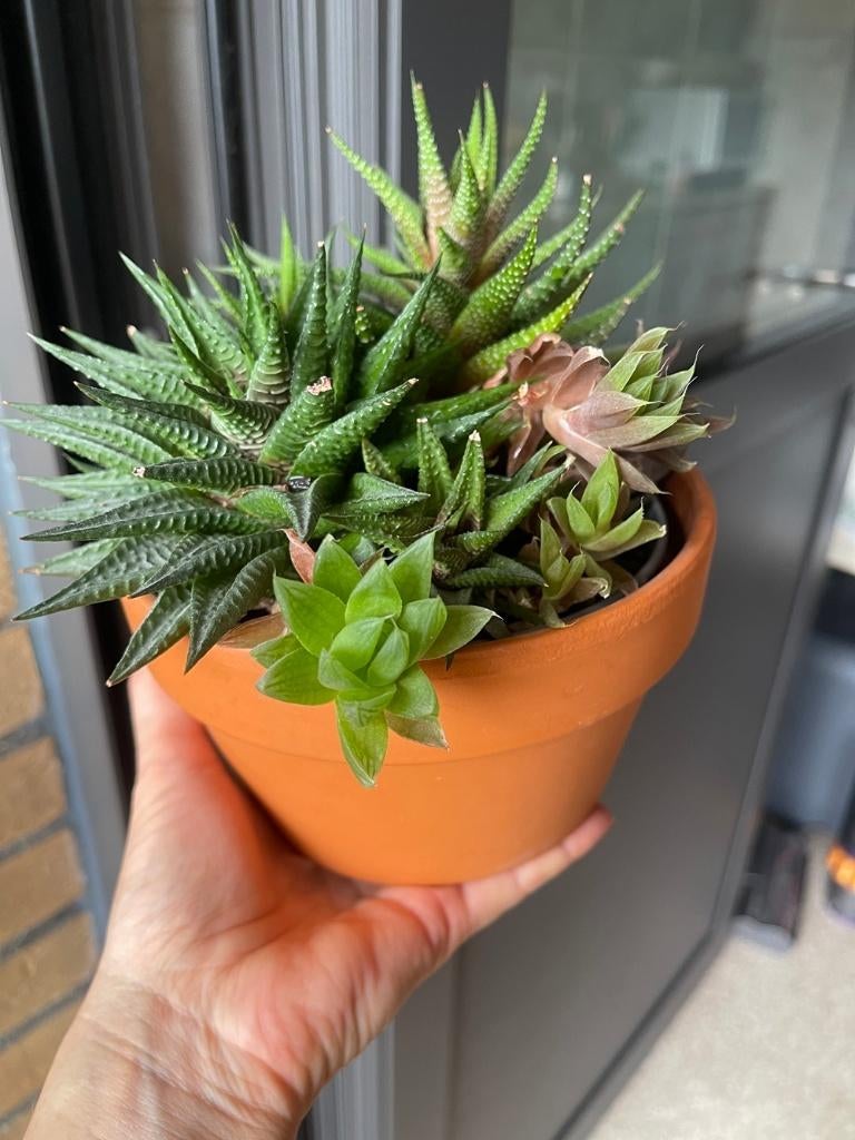 Succulent plant, Ophalen, Vetplant, In pot