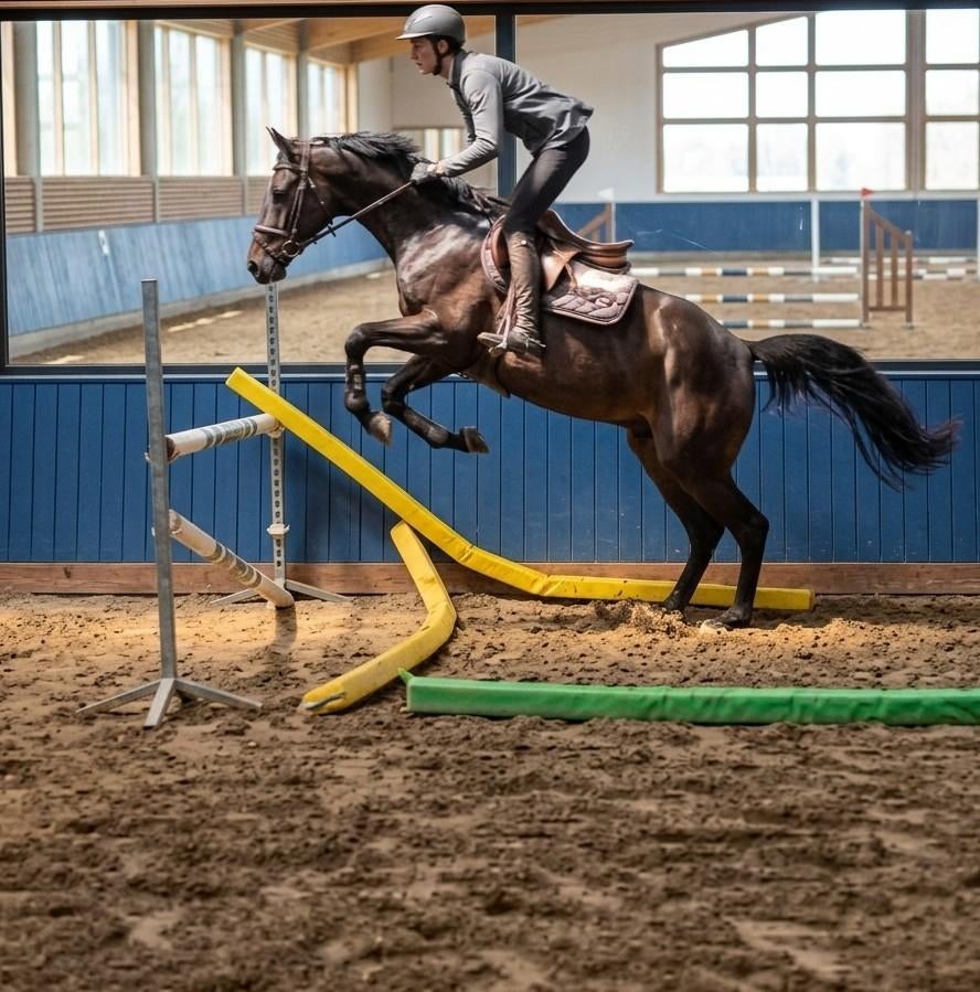 6-jarige merrie met Belgische equipass, Dieren en Toebehoren, Merrie
