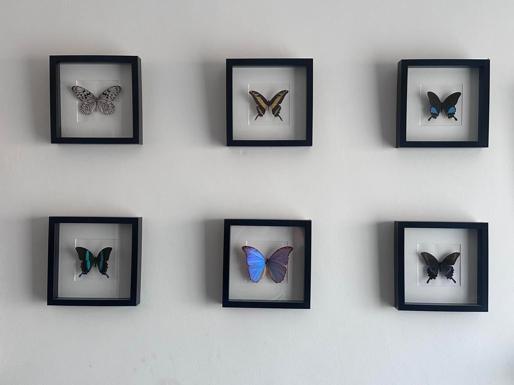 Vlinders ingekaderd, Antiek en Kunst, Kunst | Schilderijen | Abstract, Ophalen