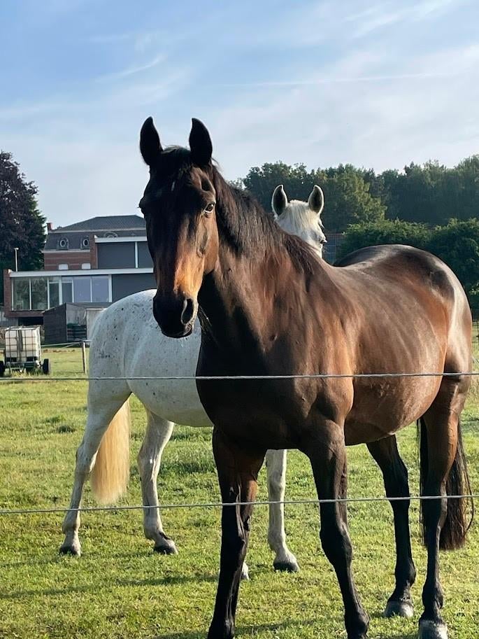 Weidemaatje - wandelpaard - 25 jaar, Dieren en Toebehoren, Paarden, Merrie, 160 tot 165 cm, Recreatiepaard, 11 jaar of ouder