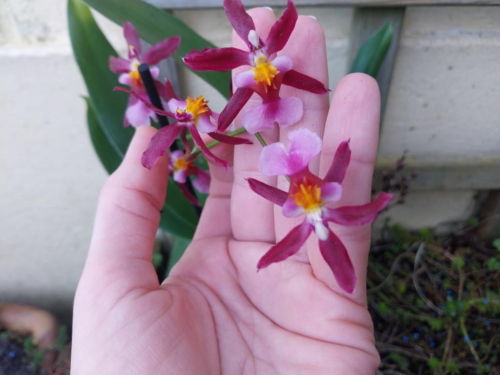 Orchidee Oncidium Kathrin Zoch, geurend, Huis en Inrichting, Kamerplanten, Ophalen of Verzenden