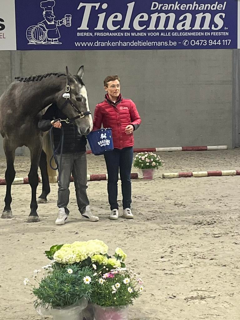 3 jarige brave schimmel merrie