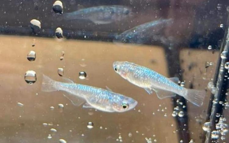 Medaka Sapphire Lamé (Oryzias latipes - rijstvis), Animaux & Accessoires, Poissons | Poissons d'aquarium, Poisson, Poisson d'eau douce