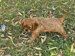 Chiots Cavalier King Charles Spaniel, Animaux & Accessoires, Autres races, Plusieurs, Hépatite contagieuse (maladie de Rubarth)