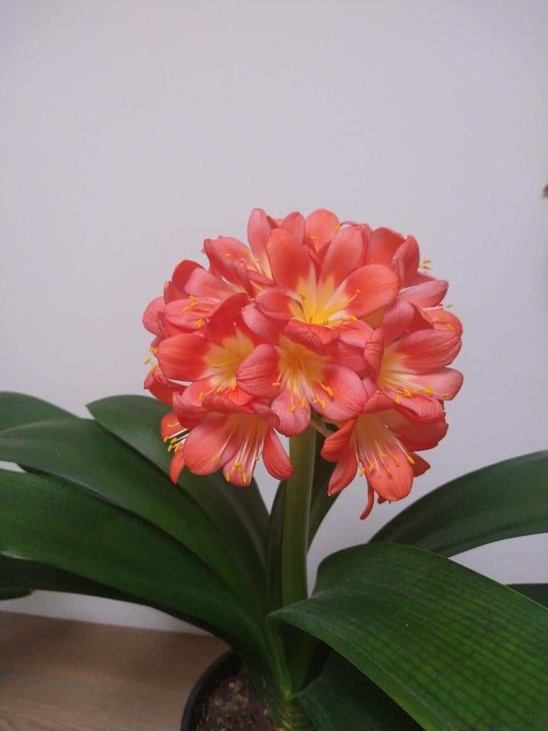 clivia, Huis en Inrichting, Kamerplanten, Overige soorten, Minder dan 100 cm, Bloeiende kamerplant, Volledige schaduw, Ophalen