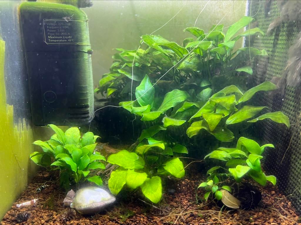 Plants Anubias D'AQUARIUM, Comme neuf, Plante(s), Pierre ou Bois