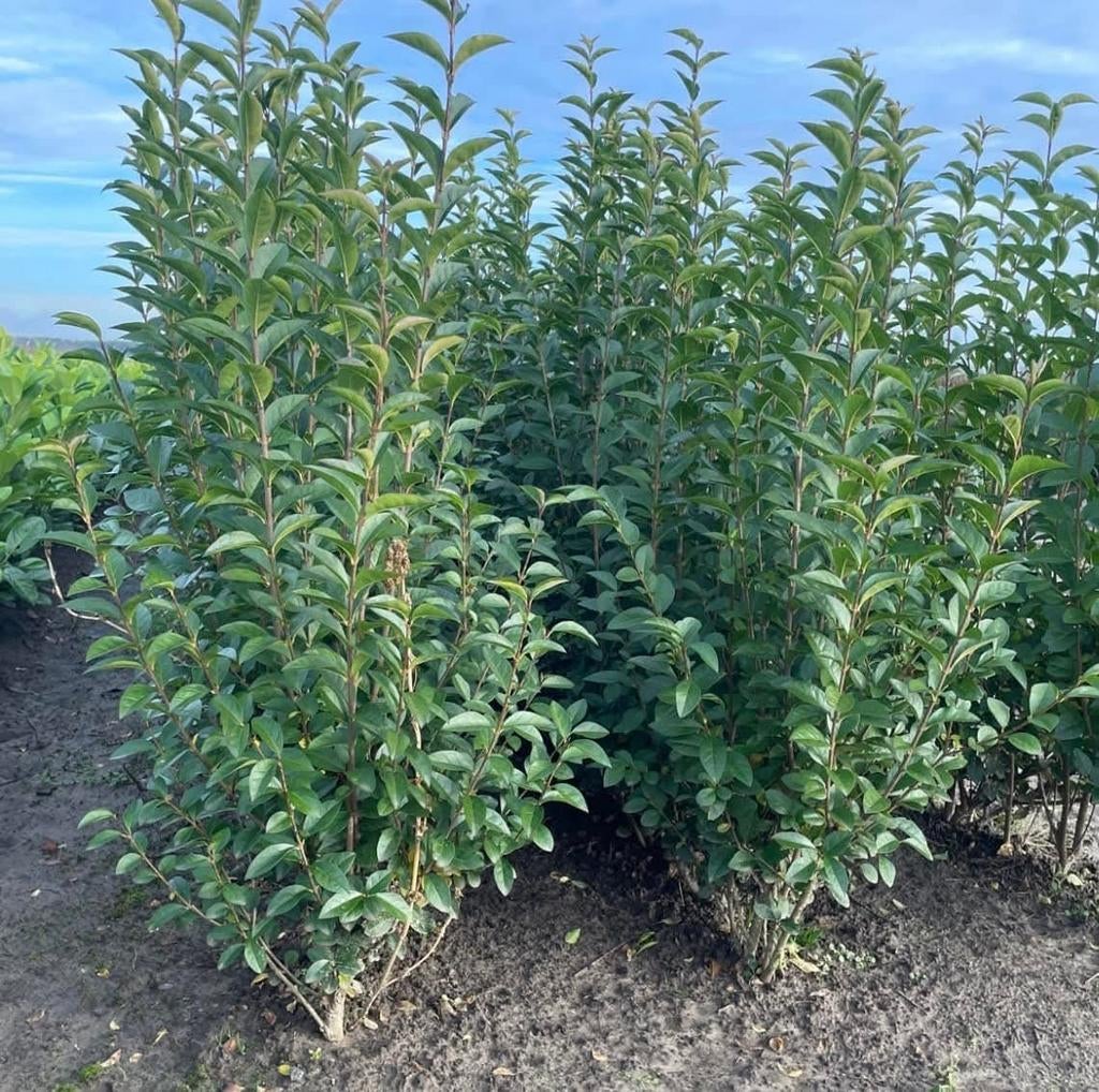‼️Ligustrum Ovalifolium aan promoprijzen ‼️, Ophalen, Liguster