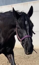 Dressuurpaard/ allround paard, Dieren en Toebehoren, Paarden, Ruin, Dressuurpaard, 170 tot 175 cm, 7 tot 10 jaar