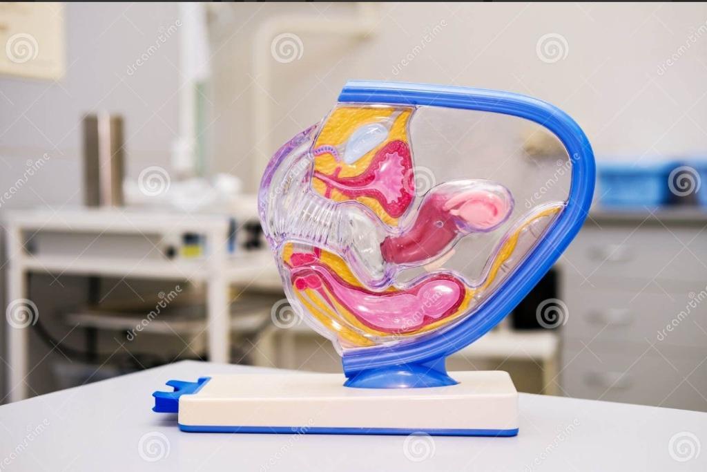 Modeltype: Basis anatomisch vrouwelijk bekken, Ophalen of Verzenden, Gebruikt, Overige typen
