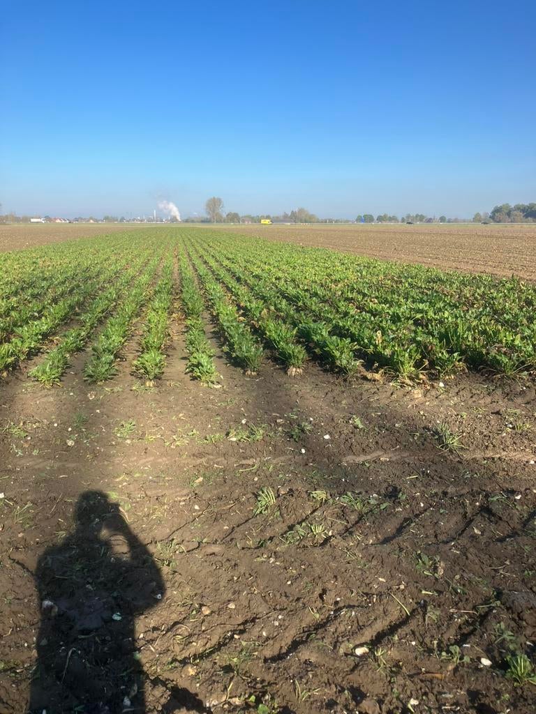 Handgetrokken voederbieten, Dieren en Toebehoren, Schapen, Geiten en Varkens
