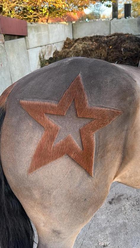 Paarden scheren regio Antwerpen (Noord)