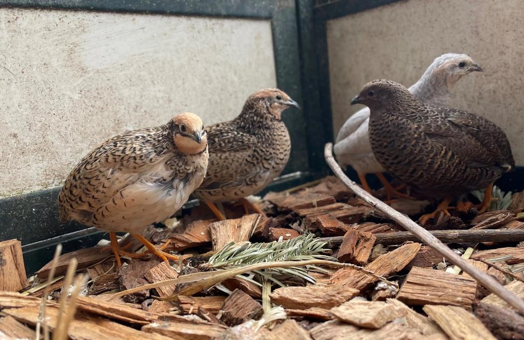 Chinese dwergkwartels mannen en poppen, Dieren en Toebehoren