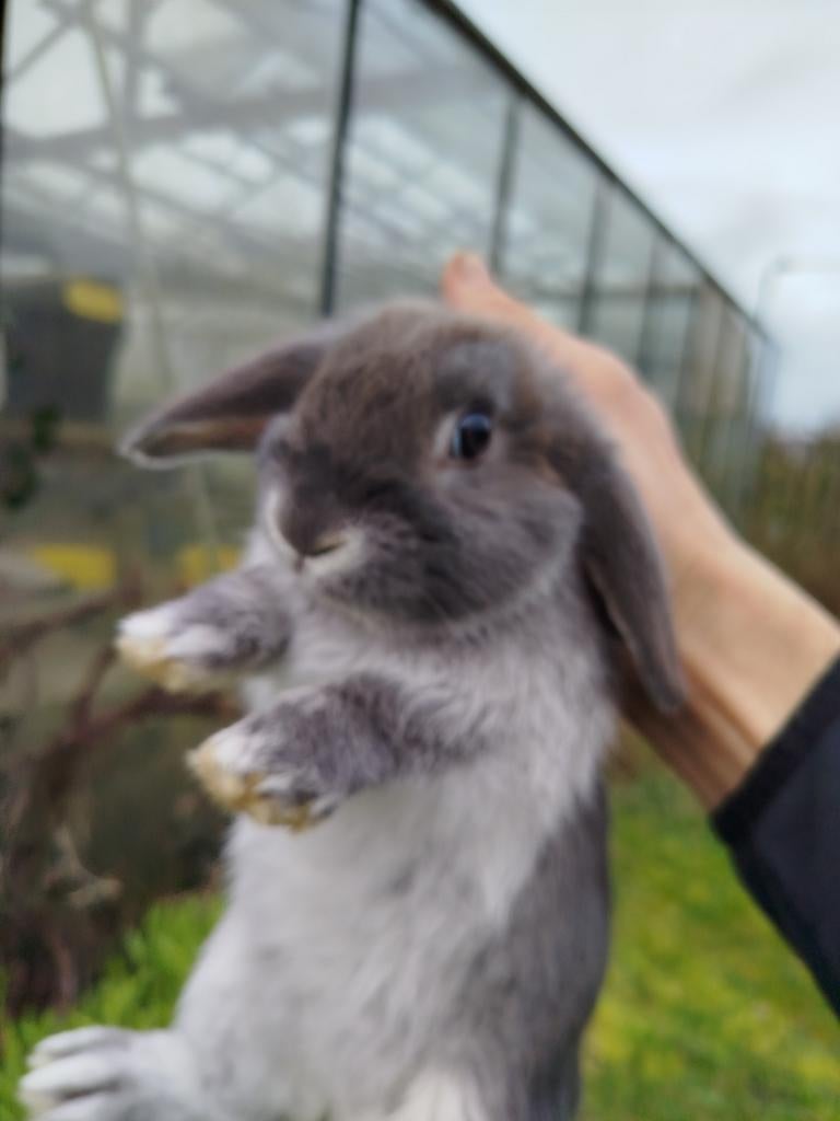 Nederlandse dwerghangoren zilvervos voedsters, Femelle, Petit, 0 à 2 ans