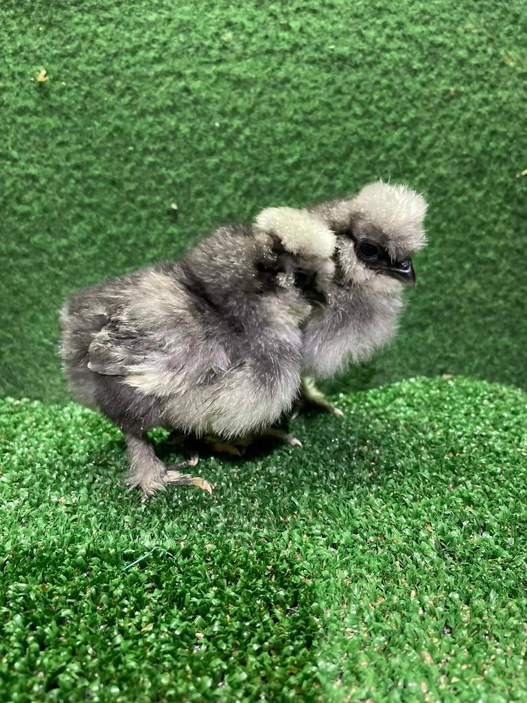 Zijdehoen USA kuikens, Dieren en Toebehoren, Pluimvee, Meerdere dieren, Kip