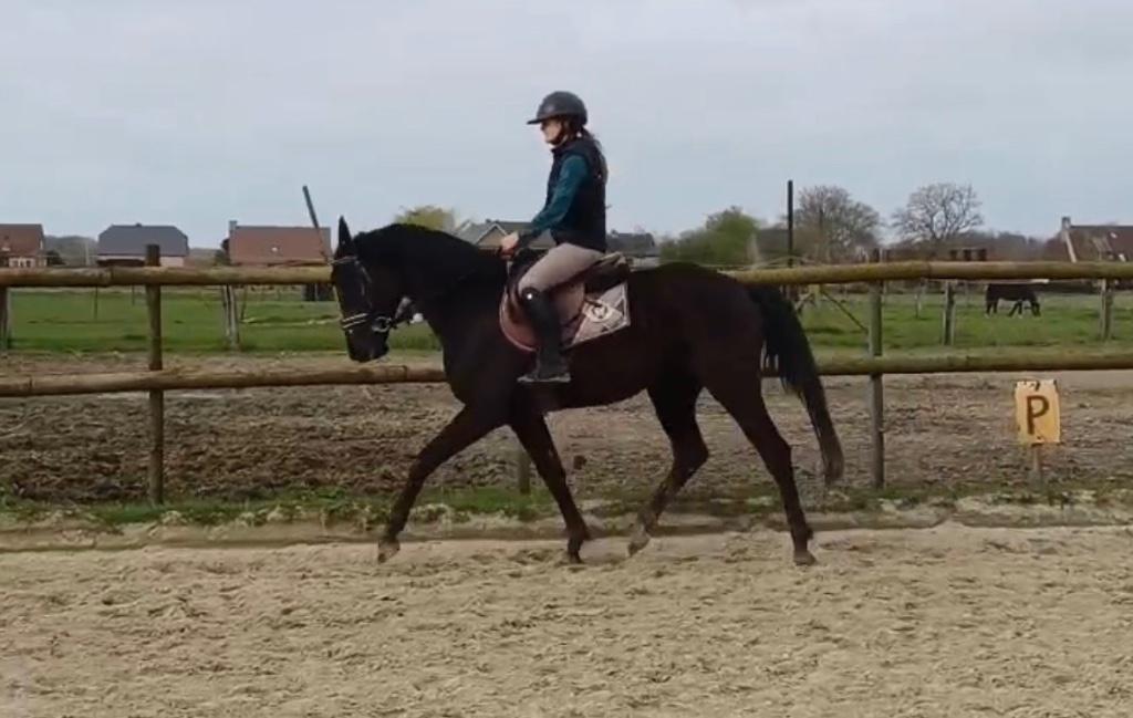 4 jarig dressuurpaard, Dieren en Toebehoren, Paarden, Merrie, 160 tot 165 cm, 3 tot 6 jaar, Dressuurpaard, Met stamboom, Gechipt