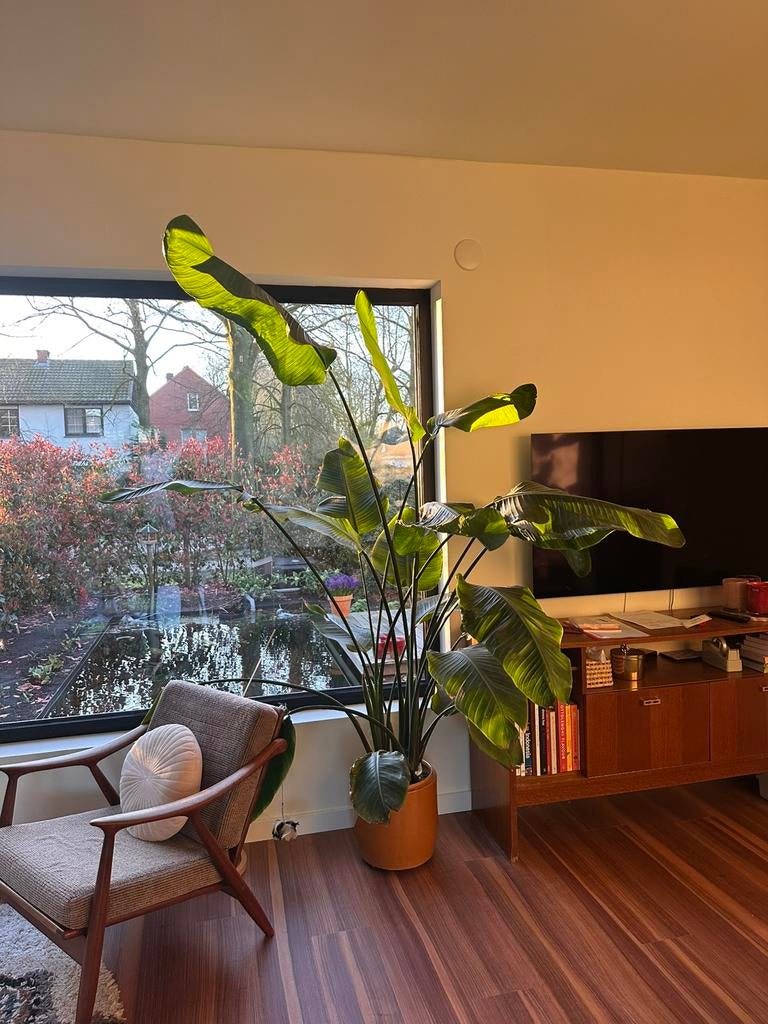 Strelitzia, Maison & Meubles, Enlèvement