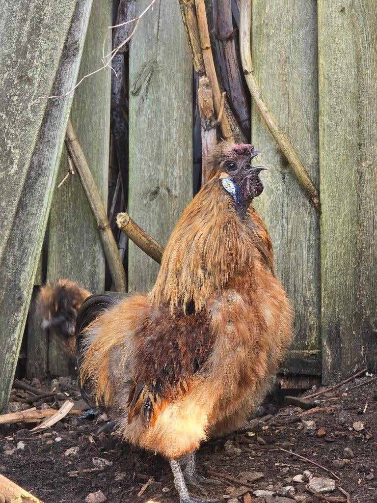 Zijdehoender haan bruin, Mâle, Poule ou poulet