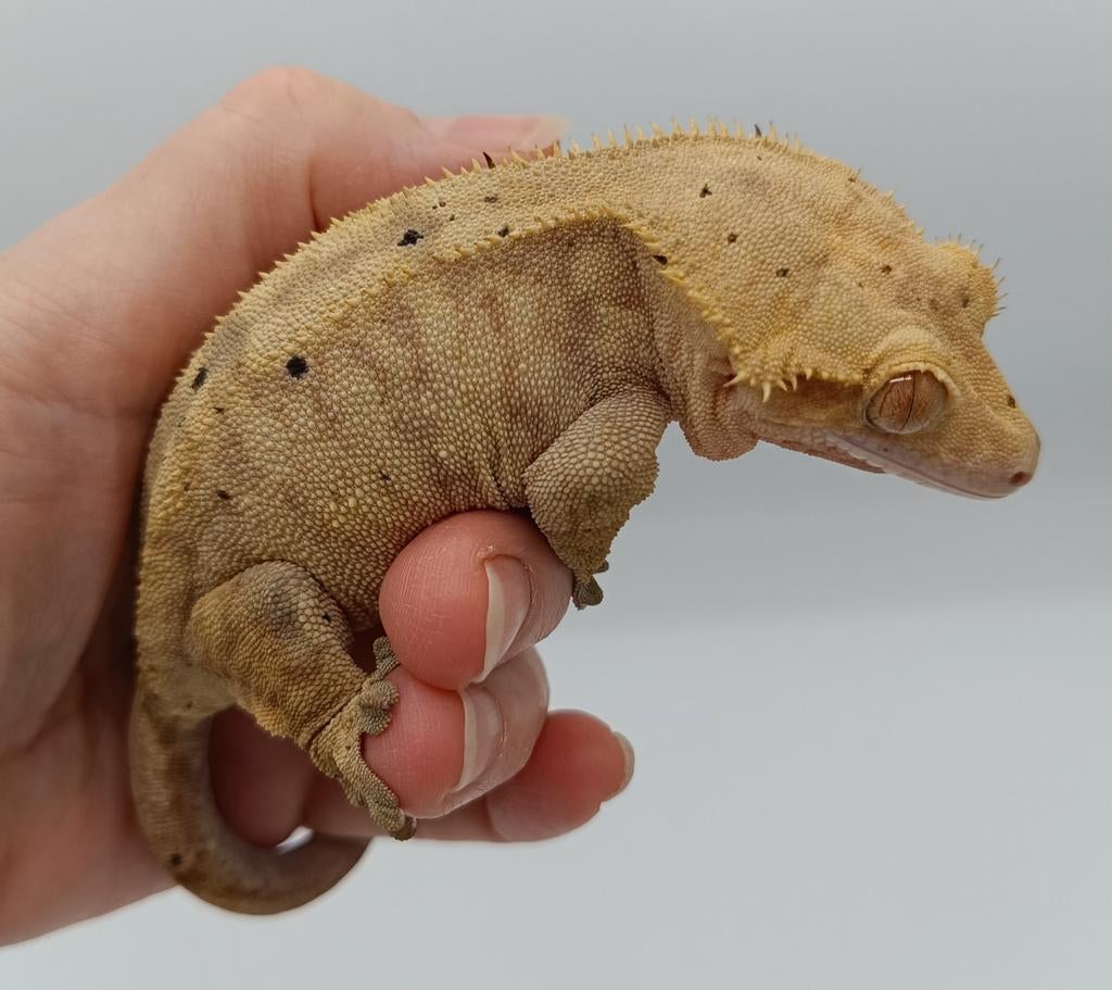 Wimpergekko vrouw, Animaux & Accessoires, Lézard, Domestique, 7 à 10 ans