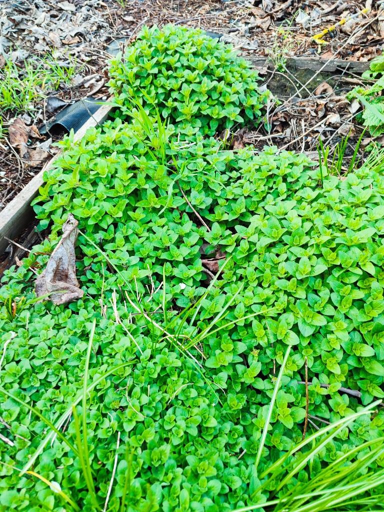 Oregano, Tuin en Terras, Planten | Tuinplanten, Ophalen, Vaste plant, Halfschaduw, Kruiden