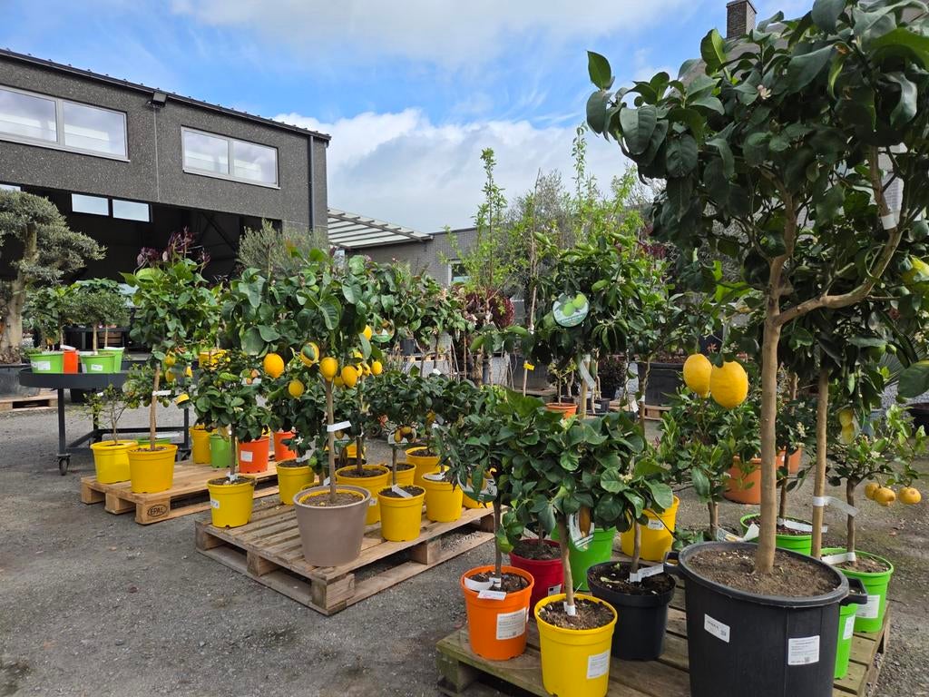 Mooi assortiment aan verschillende Citrussen, Tuin en Terras, Ophalen