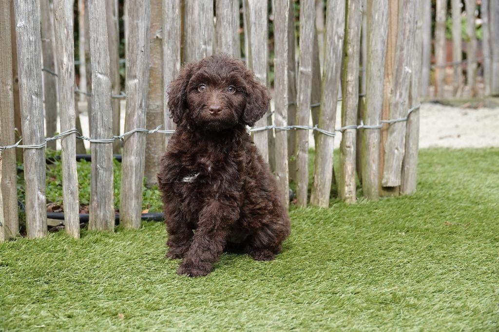 Prachtige medium choco Labradoodle pups, geteste ouders, Dieren en Toebehoren, Honden | Retrievers, Spaniëls en Waterhonden, Parvo