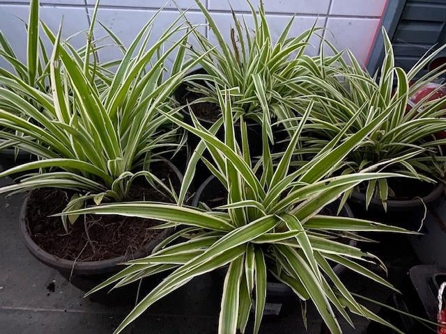 Graslelie volwassen kamerplanten aan 5€/st, Huis en Inrichting, Kamerplanten, Ophalen, Overige soorten, In pot