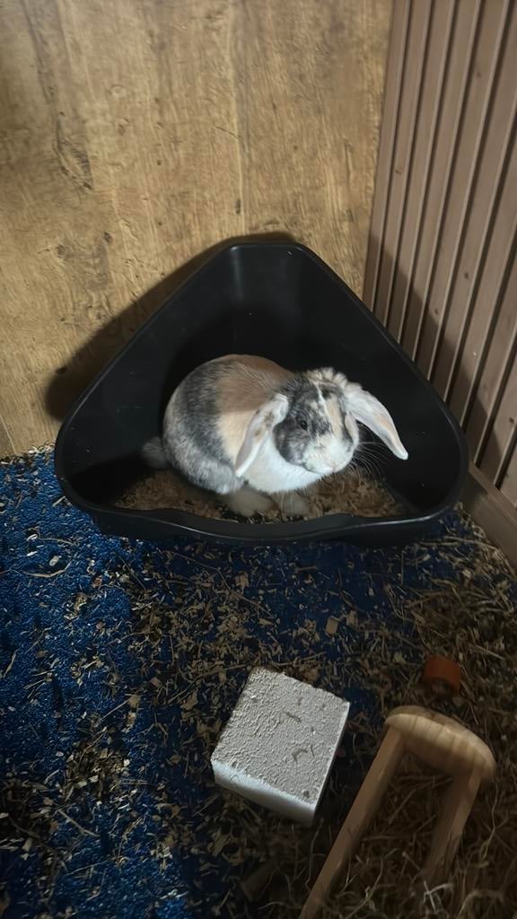 Dwerghangoorkonijn tam, Dieren en Toebehoren, Konijnen, Mannelijk, Dwerg, Hangoor, 0 tot 2 jaar