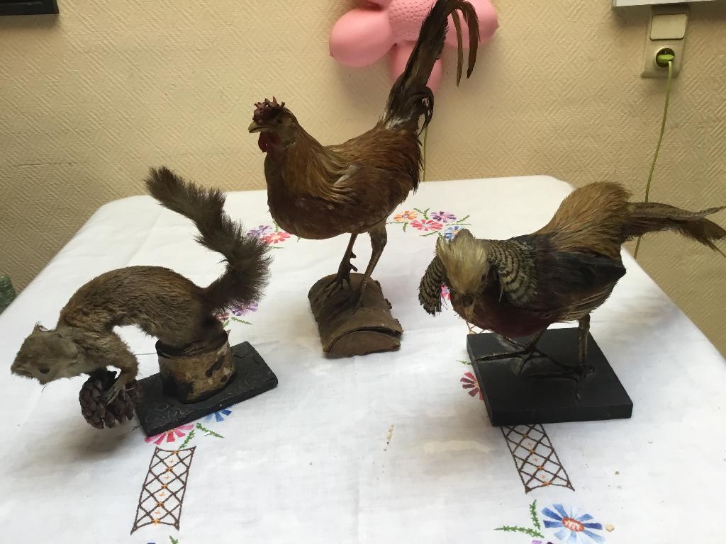 Taxidermie haan,fazant en eekhoorn, Enlèvement, Utilisé, Animal de ferme, Animal empaillé