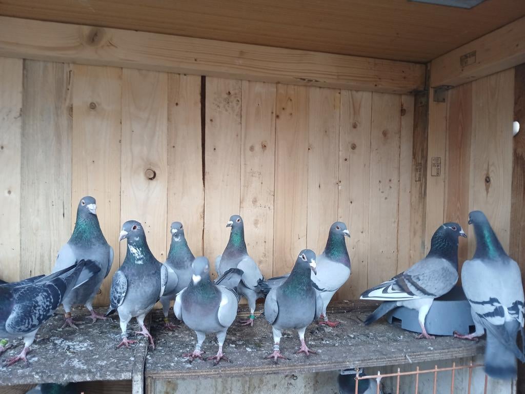 Reisduiven, Dieren en Toebehoren
