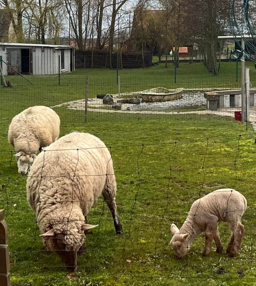 Gezocht schaap met lammetjes, Dieren en Toebehoren, Schaap