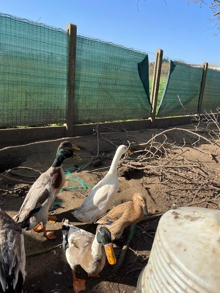 Loopeend woerden lente 2025, Dieren en Toebehoren, Pluimvee