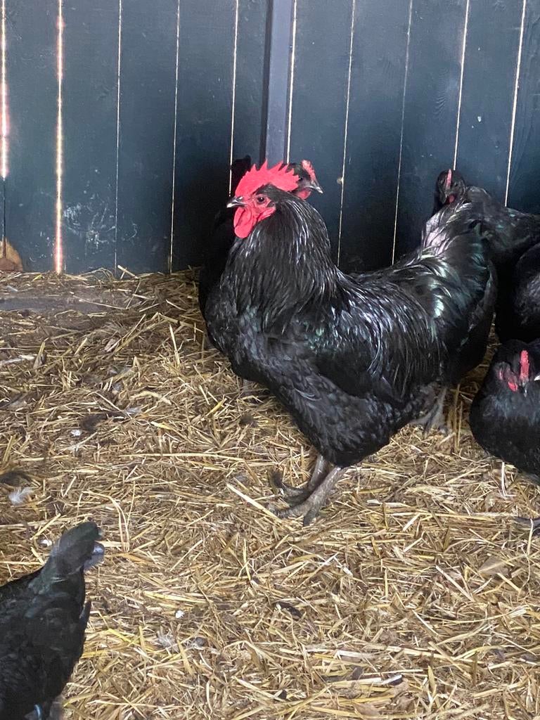 Poulet/coq géant de Jersey, Plusieurs animaux, Poule ou poulet