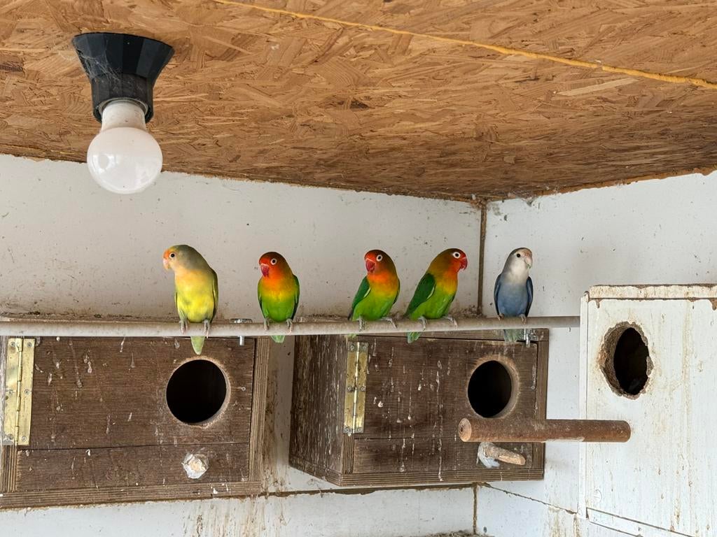 2 couples inséparables, Animaux & Accessoires, Enlèvement