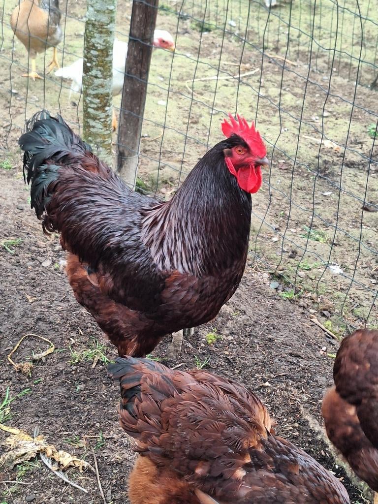 Red island broedeieren, Dieren en Toebehoren, Pluimvee