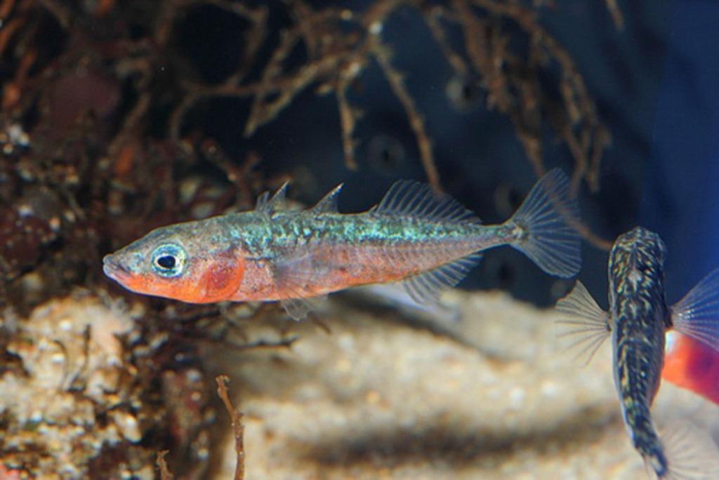 Stekelbaars, Overige soorten