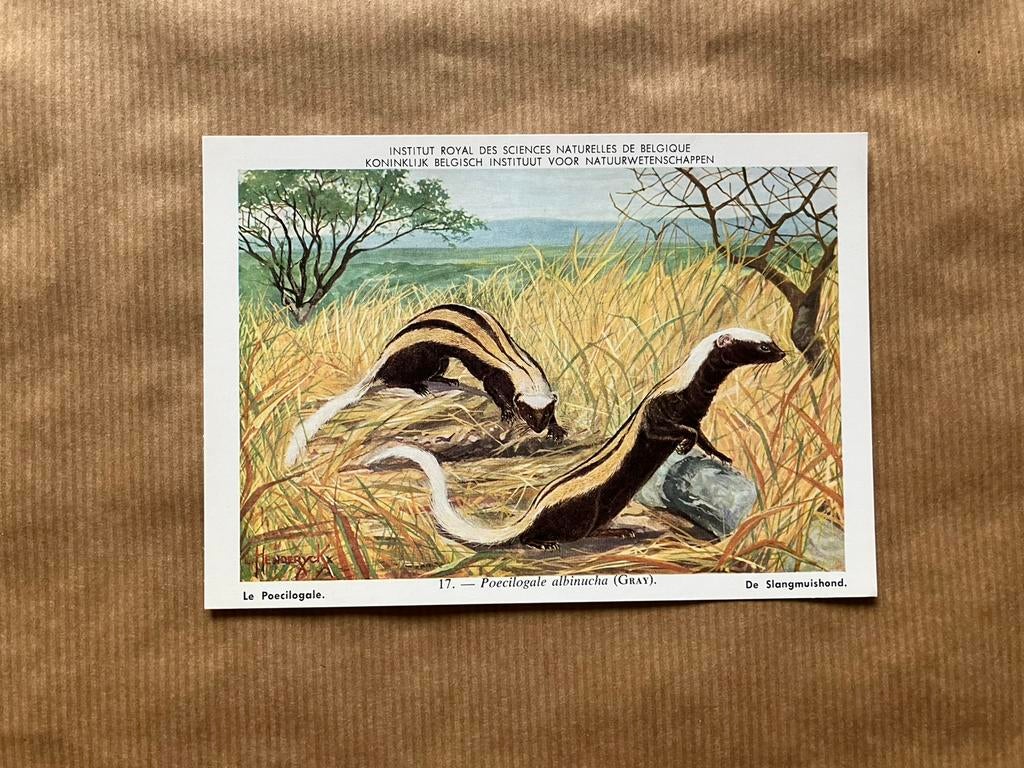 Zoogdieren van Belgisch Congo  Nr. 17 Slangmuishond, Ophalen of Verzenden, Ongelopen, Wild dier