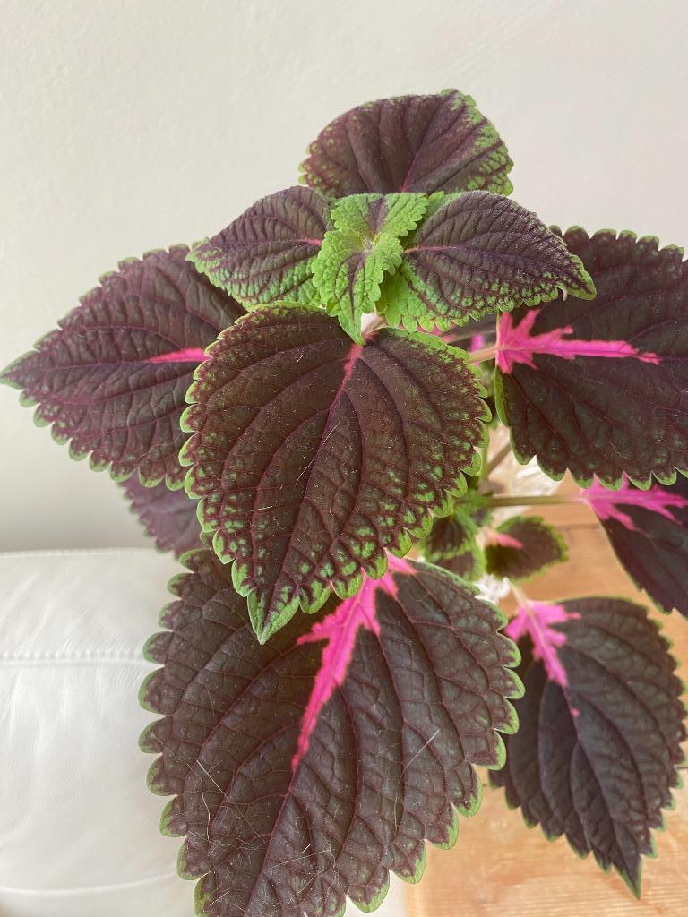 Uitkiezen: siernetel, eigen kweek, 2 euro/st, mooi geworteld, Huis en Inrichting, Kamerplanten, Overige soorten, Minder dan 100 cm