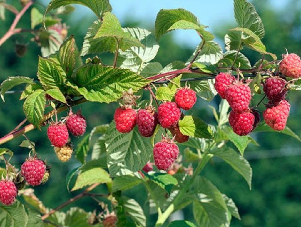 Framboos, Tuin en Terras, Planten | Tuinplanten, Ophalen, Vaste plant, Fruitplanten