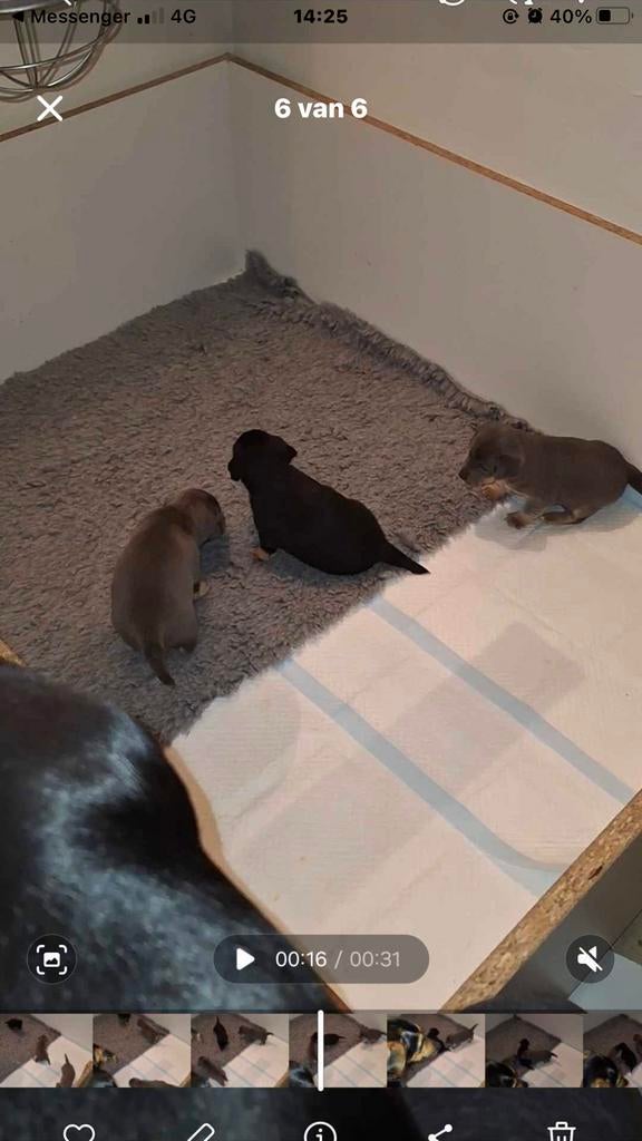 Werpkist kleine hondenrassen, Dieren en Toebehoren, Honden-accessoires, Ophalen, Zo goed als nieuw