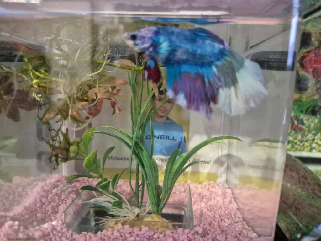 Visman, Dieren en Toebehoren, Vissen | Aquariumvissen