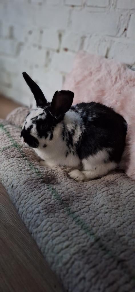 konijn te koop €3,00, Dieren en Toebehoren, Konijnen, Groot, Hangoor