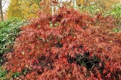 Acer palmatum "Garnet", Tuin en Terras, Planten | Tuinplanten, Ophalen