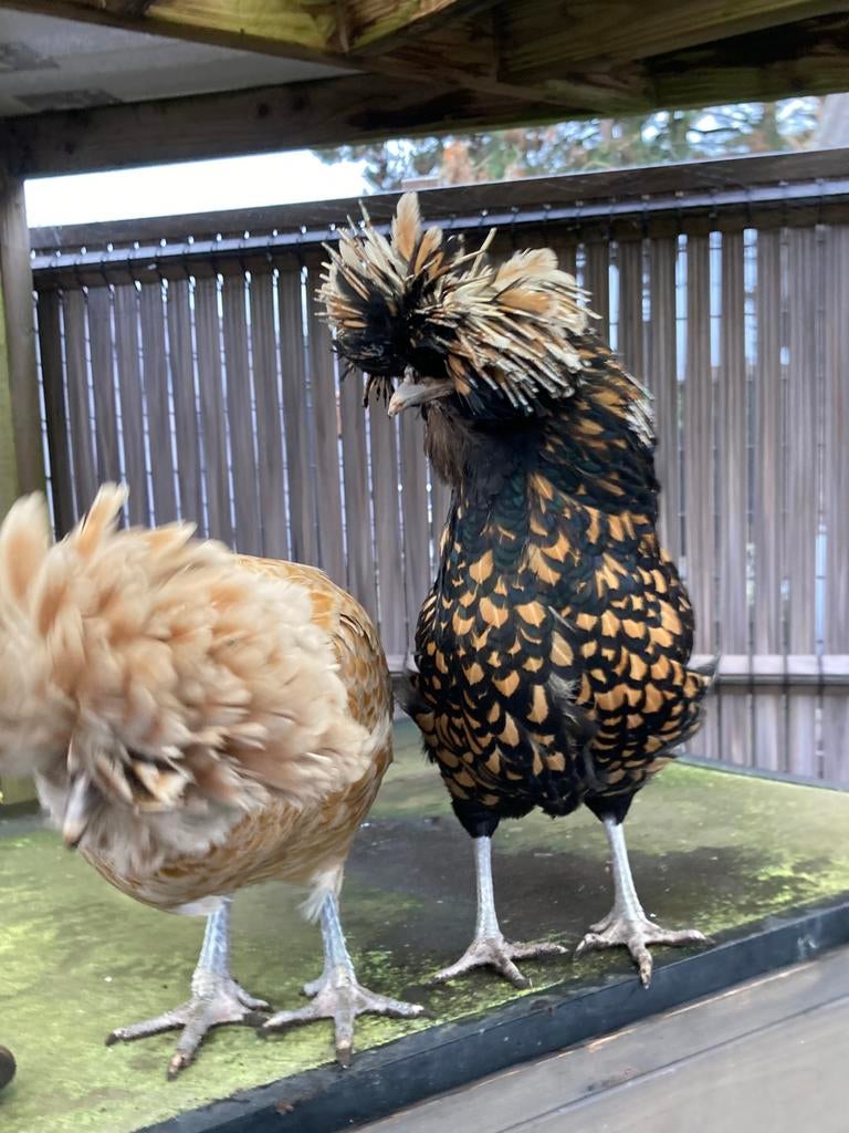 Baardkuifhoenders/Paduas, Dieren en Toebehoren, Vrouwelijk, Kip