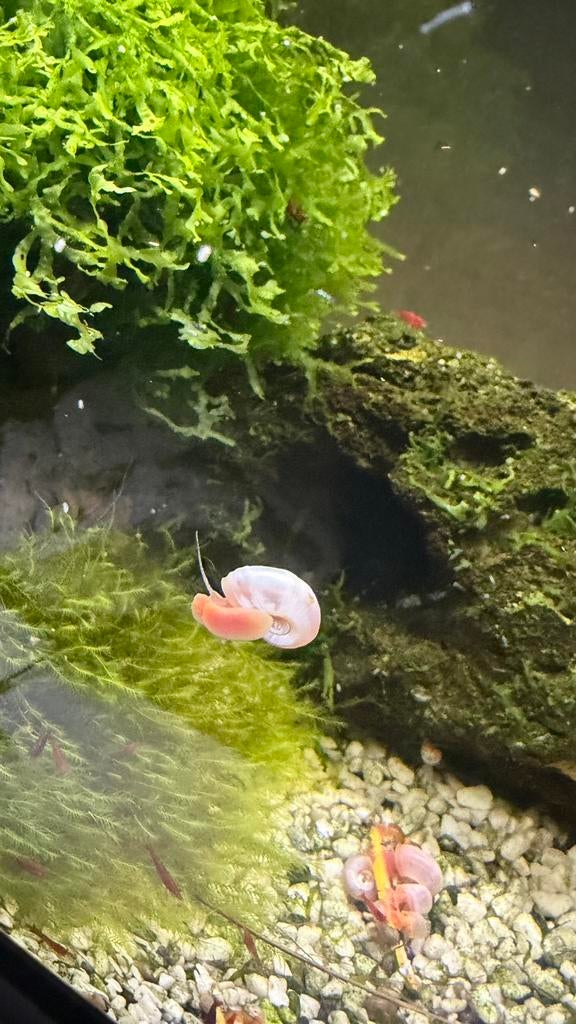 Pink Post Hornsnails