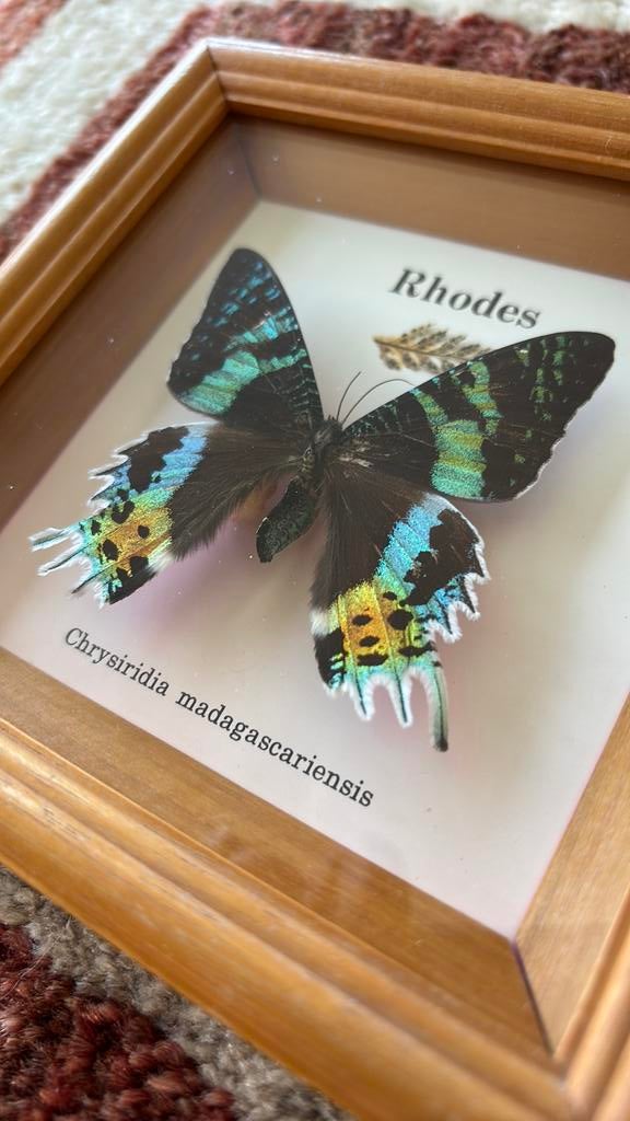 Cadre vintage papillon Rhodes Chrysiridia Madagascariensis, Antiquités & Art, Enlèvement ou Envoi