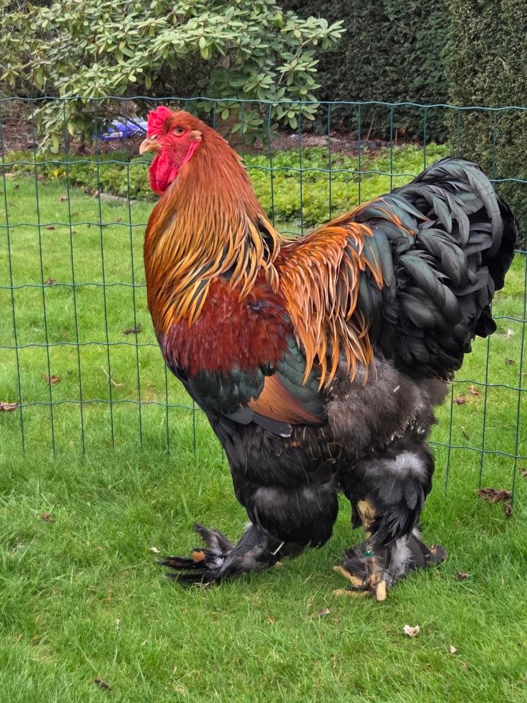 Brahma meerzomig patrijs kweekhaan, Dieren en Toebehoren, Pluimvee